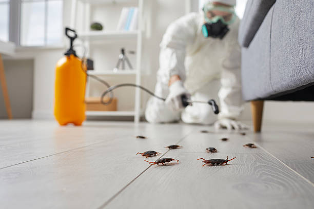 Commercial Kitchen Cockroach Control in Mohave Valley